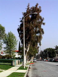 Streetlight Streetlight