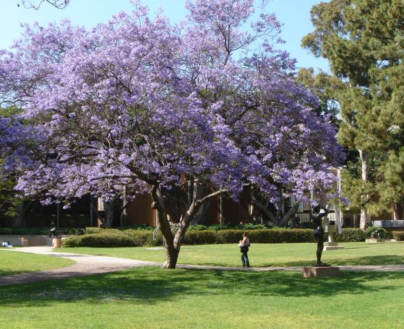 Jacaranda